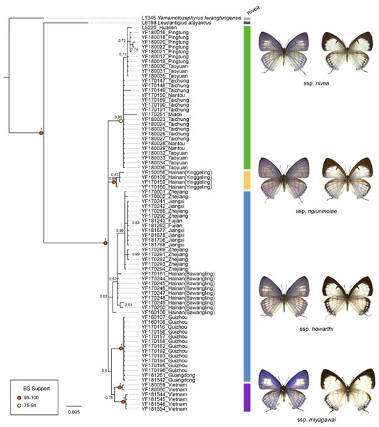 Phylogenetic construction for samples of Ravenna nivea from various localities based on the COI barcode resulting from BI analysis.