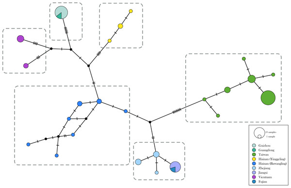 Haplotype networks with haplotype distribution for Ravenna.