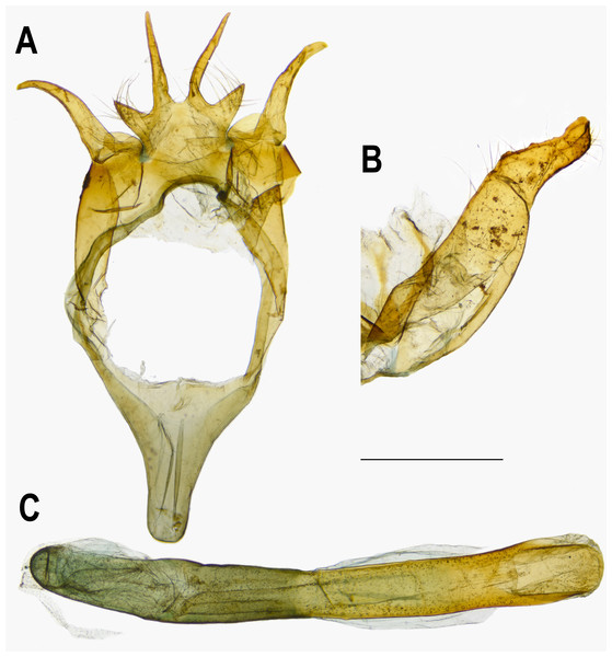 Male genitalia of Ravenna nivea ngiunmoiae Lo & Hsu, subsp. nov. (Yinggeling, Hainan).