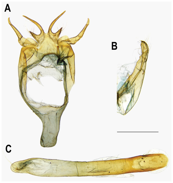 Male genitalia of Ravenna nivea nivea Nire (Taiwan).