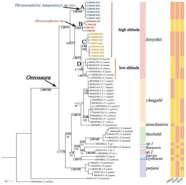 Phylogenetic tree of COI sequence of Oreosaura.