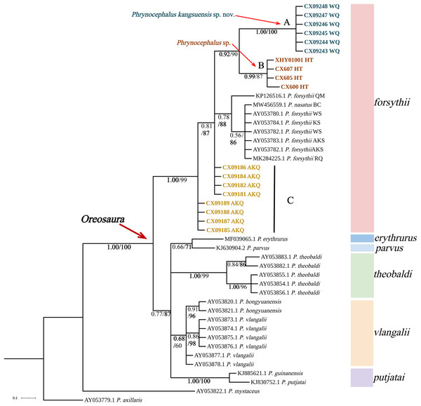 Phylogenetic tree of 16S sequence of Oreosaura.