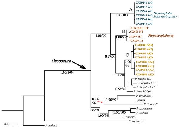 Bayesian phylogenetic trees of Oreosaura on spliced sequences (CO1 and 16S).