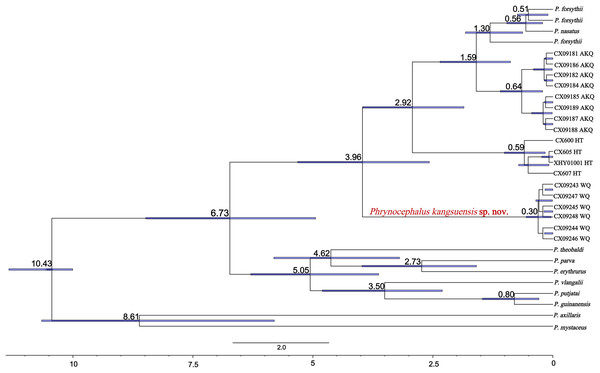 Divergence time estimates for Oreosaura.