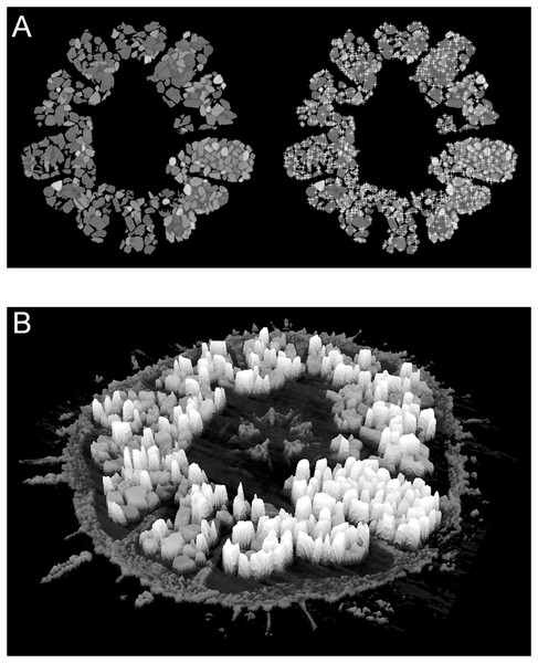 Examples of automatic grain sampling virtual sections of a micro-computed tomography dataset of Echinarachnius parma.