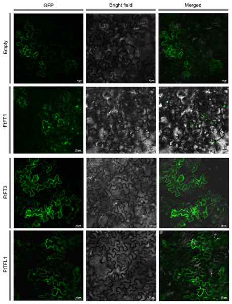 Subcellular localization of empty vector and three PEBP-GFP proteins.