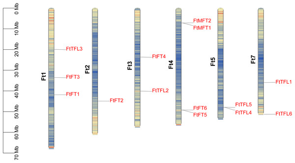 Distribution of PEBP genes on Tartary buckwheat chromosomes.