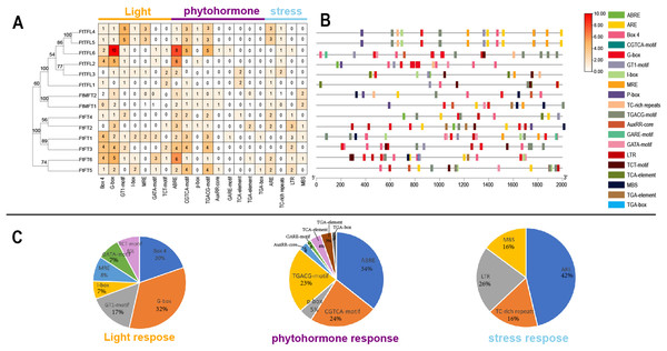 Regulatory elements in the promoter regions of FtPEBP genes.