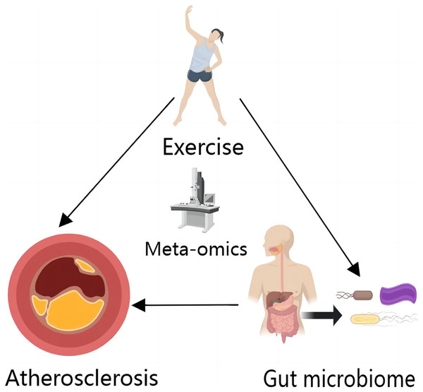 Exercise and gut microbiome can directly affect AS, and exercise can affect AS by affecting gut microbiome.