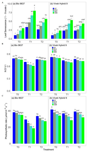 Effect of pre-anthesis foliar application of 24-epibrassinolide (EBR) on leaf senescence (1–9 scale) (A), NDVI (normalized difference vegetation index) (B), and photosynthetic rate (µmol m−2s−1) (C) in two maize hybrids under flowering stage drought stress.