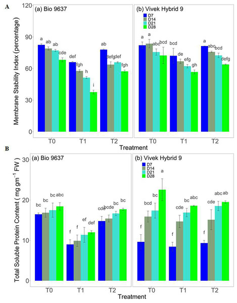 Effect of pre-anthesis foliar application of 24-epibrassinolide (EBR) on membrane stability index (%) (A) and total soluble proteins content (mg g−1 FW) (B) in two maize hybrids under flowering stage drought stress.