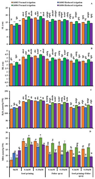 SL, RL, H2O2, MDA of differentially drought tolerant mungbean genotypes fertigated with different levels of ALA through different modes when grown under normal irrigation and reduced irrigation.