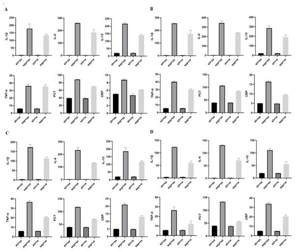 Expression of inflammatory factors in rats at different time periods.