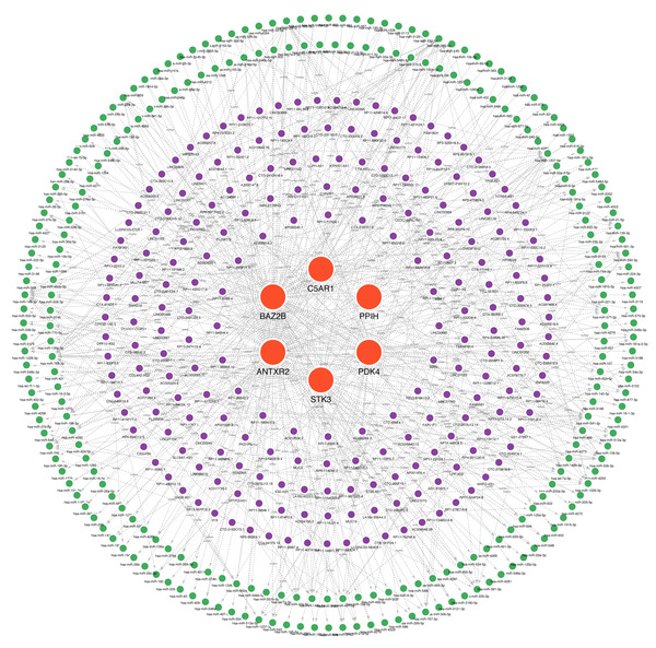 A ceRNA network based on hub genes.