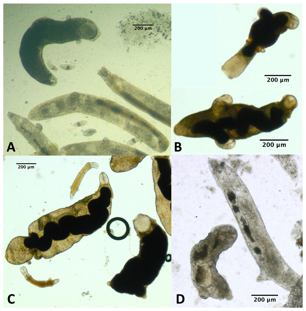 Freshwater trematodes differ from marine trematodes in patterns ...