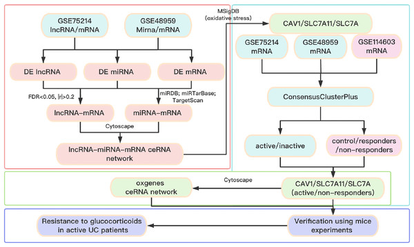 Flow chart of the overall analysis.