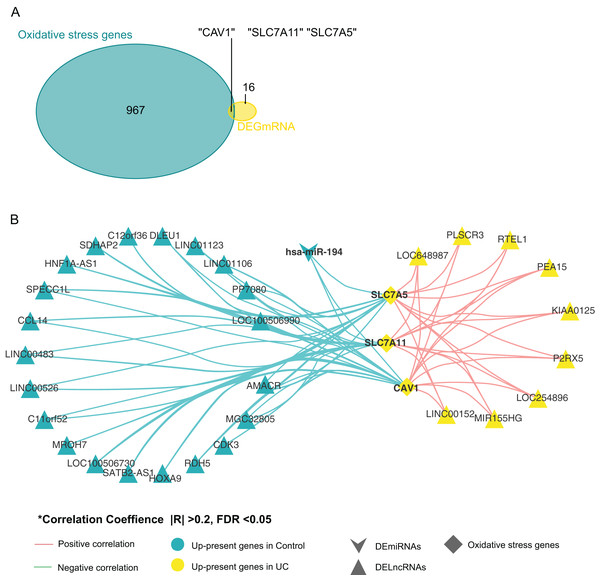 Screening for genes related to oxidative stress.