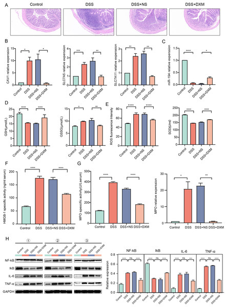 Validation in DSS-induced UC mice.