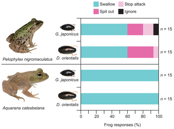 Behavioral responses of the native pond frog Pelophylax nigromaculatus and the non-native bullfrog Aquarana catesbeiana to native whirligig beetles Gyrinus japonicus and Dineutus orientalis.