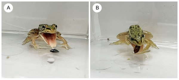 The native pond frog Pelophylaxnigromaculatus rejecting native whirligig beetles.
