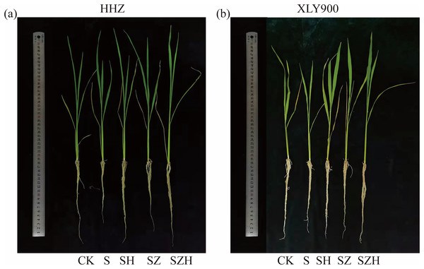 Effect of Hemin on growth of rice seedlings under NaCl (on day 9) in HHZ (A) and XLY900 (B).