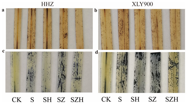 Effect of Hemin on histochemical localization of H2O2 and O2·− on rice leaves under NaCl stress (on day 3).