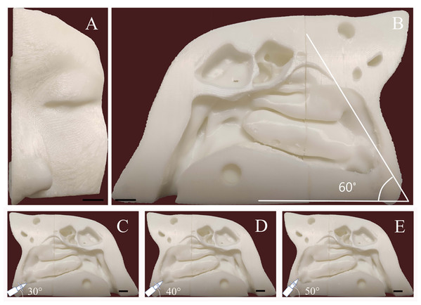 Three-dimensional printed model the adult nasal cavity and paranasal sinus.
