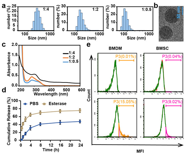 The characteristics of CL-ECH nanoparticles.