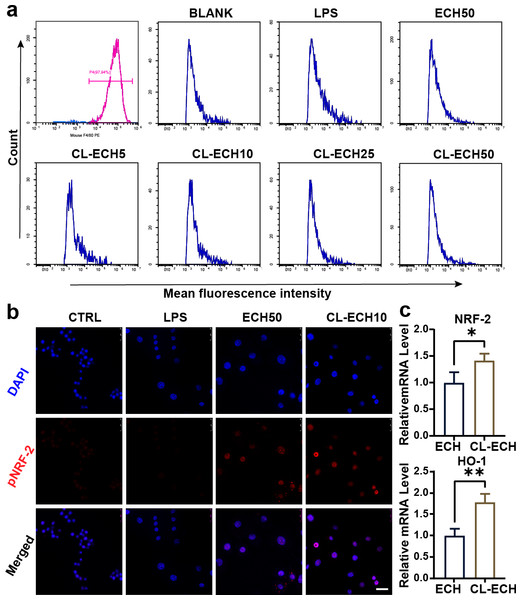 Antioxidant effect of the ECH or CL-ECH nanoparticles.