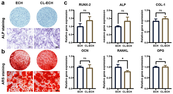The effect of CL-ECH nanoparticles on the osteogenic ability of BMSCs was compared with of free ECH.