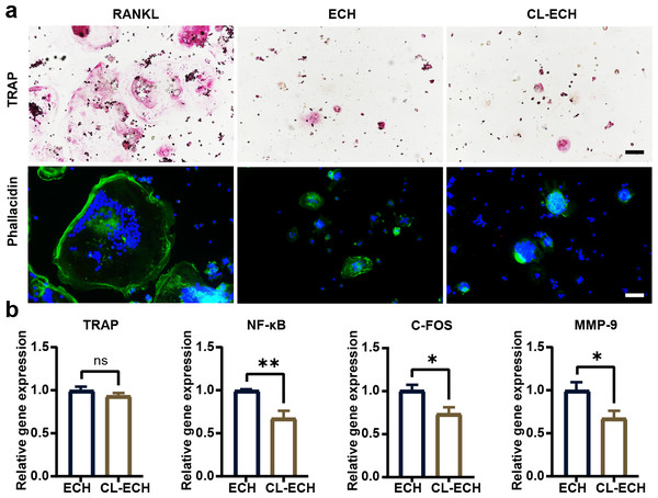 The effect of CL-ECH nanoparticles on osteoclast activities compared with that of free ECH.