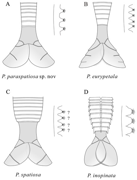 Schematic drawings of the posterior part of the body and the endites of Pectocaris species.