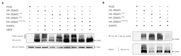 Zbtb21 is identified as a SUMOylated substrate.