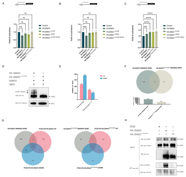 SUMOylation of Zbtb21 affects its transcriptional activity.