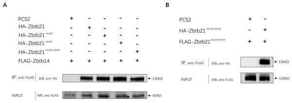 SUMOylation of Zbtb21 does not affect the hetero-dimerization with Zbtb14 or homo-dimerization with Zbtb21.