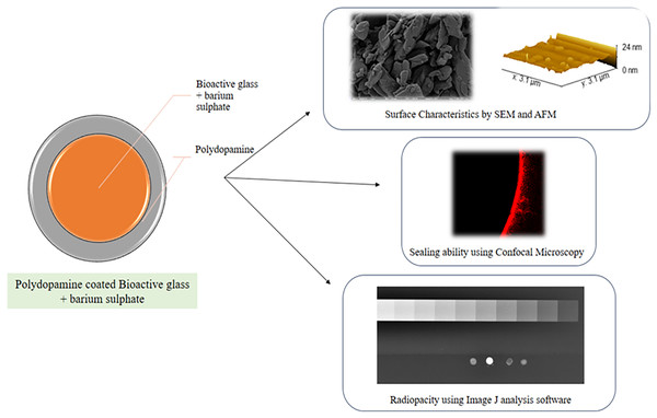 A schematic representation of the key experimental steps involved in this study.