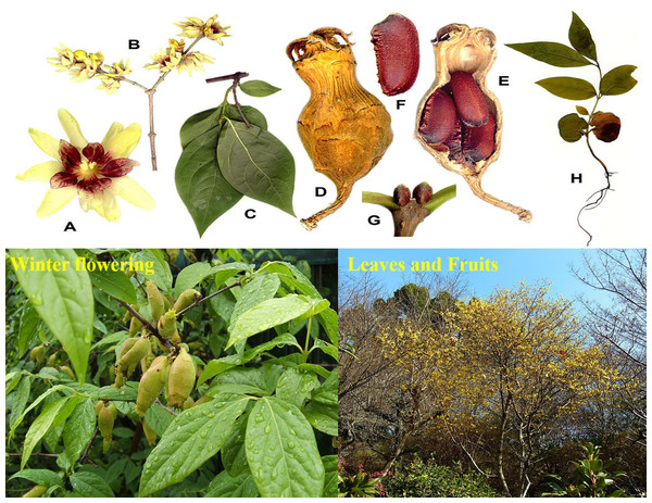 Morphological features of Chimonanthus praecox ((A) and (B) flowers; (C) foliage; (D) hypanthium; (E) longitudinal section of hypanthium; (F) fruit; (G) terminal leaf buds; (H) seedling).