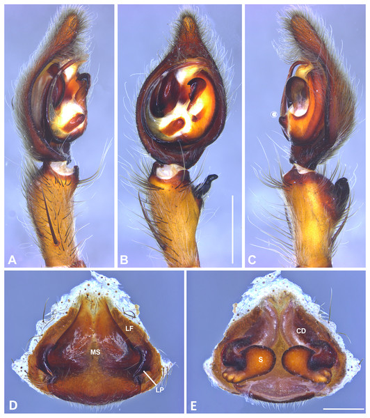 Kiekie curvipes from Los Tuxtlas Biological Station (Costa Rica), left male palp.