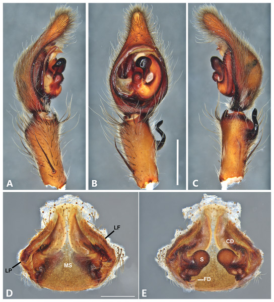 Kiekie curvipes from Tirimbina Biological Station (Costa Rica), left male palp.