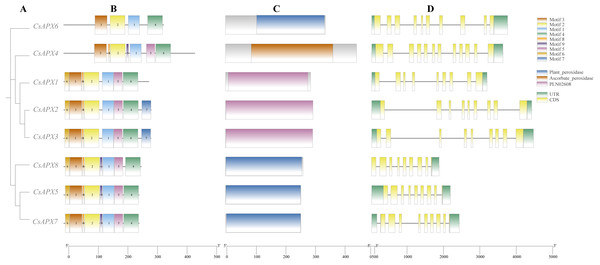 Phylogenetic relationships, gene structure, conserved domains, and conserved motifs analysis of CsAPXs.