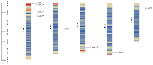 Distribution of CsAPXs on the Cannabis sativa chromosomes.