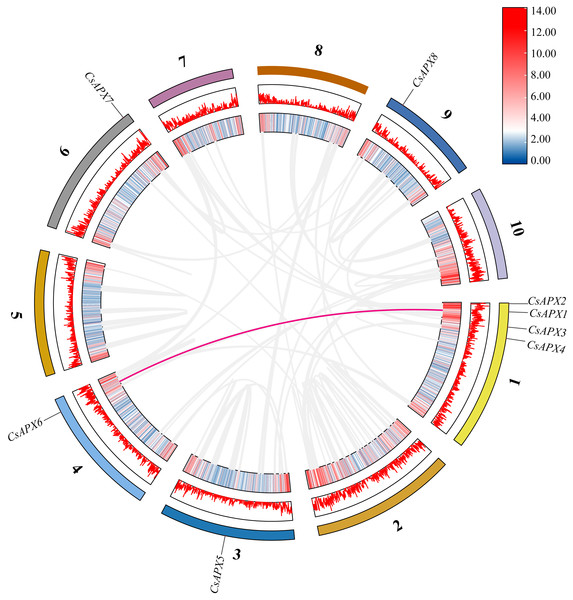 Collinearity analysis of CsAPX gene family members.