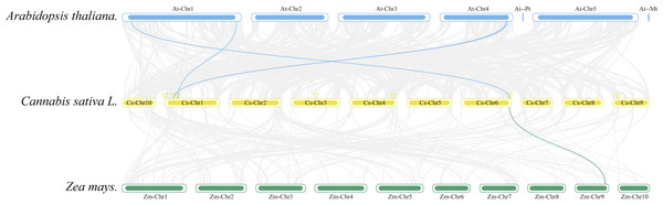 Interspecific collinearity relationships of the CsAPX genes among Arabidopsis, hemp (Cannabis sativa L.), and corn (Zea mays L.).