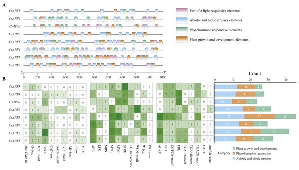 Analysis of cis-acting elements in the promoter region of CsAPX genes.