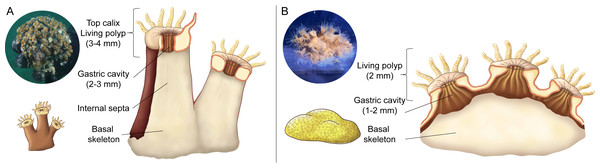 Schematic representation of internal features of coral polyps.