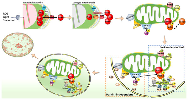 Mechanistic diagram of mitophagy.