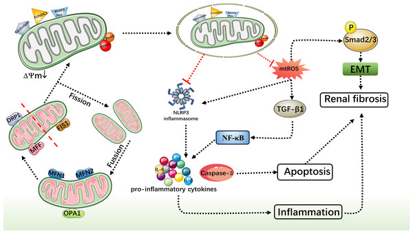 Protective role of mitophagy in CKD.