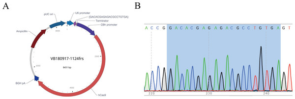 Map of recombinant plasmid (A) and sequencing results (B).