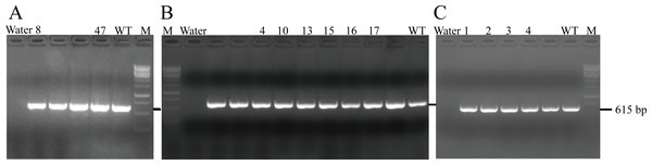 PCR results of F0 (A), F1 (B) and F2 (C) generation mice.
