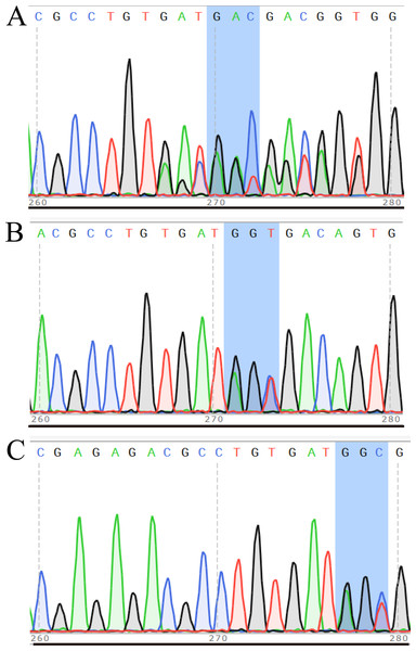Sequencing results of some mice in F0 (A), F1 (B) and F2 (C) generations.